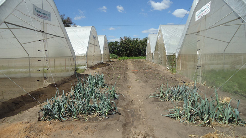 A few greenhouses on Tithokoze Farm. Agribusiness